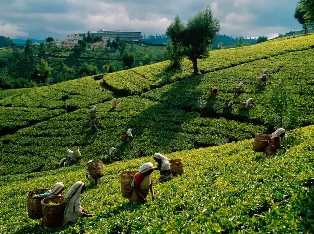Tea, Temples & the Coast
